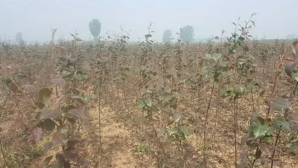 早酥红梨种植技术