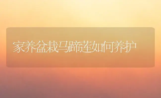 家养盆栽马蹄莲如何养护 | 植物知识