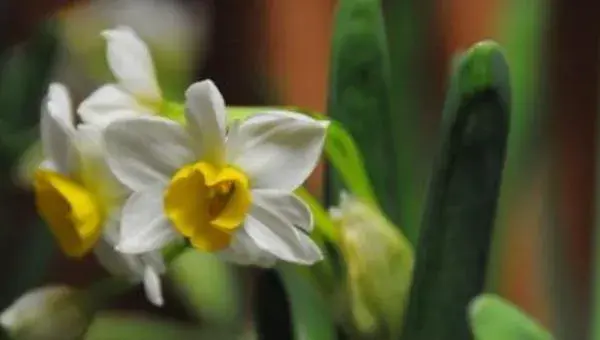 如何养水仙花 水仙花怎么种