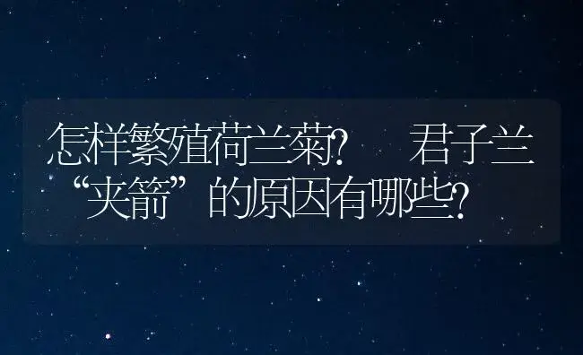 怎样繁殖荷兰菊? 君子兰“夹箭”的原因有哪些? | 植物知识