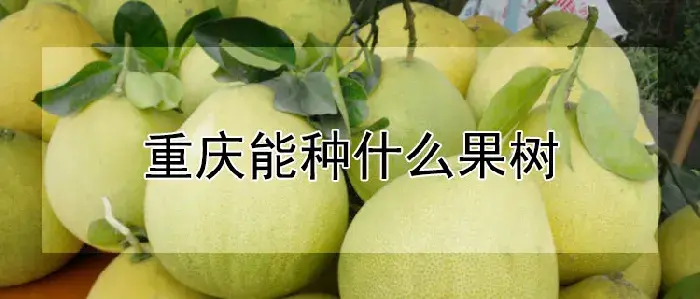 重庆能种什么果树