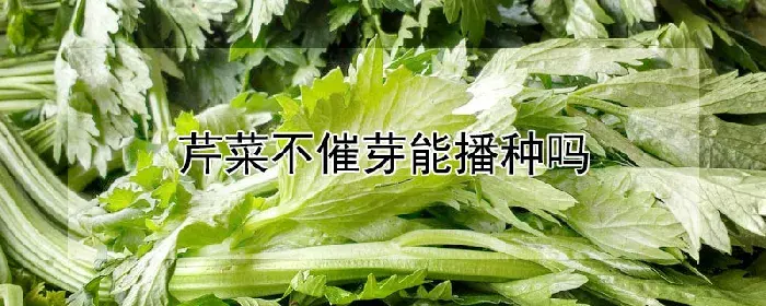 芹菜不催芽能播种吗