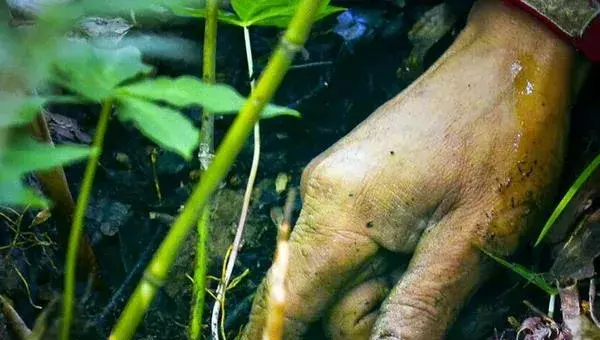 种植重楼赚钱吗 重楼市场前景 重楼种植效益分析