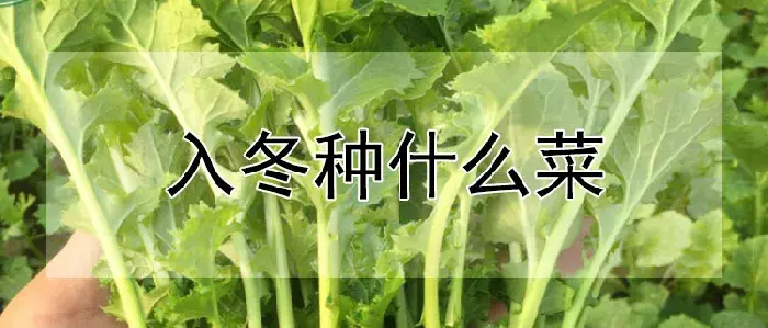入冬种什么菜