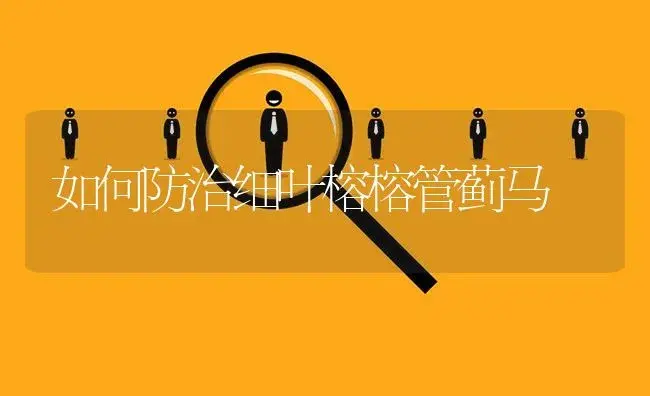 如何防治细叶榕榕管蓟马 | 植物知识