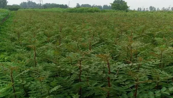 大棚香椿种植技术