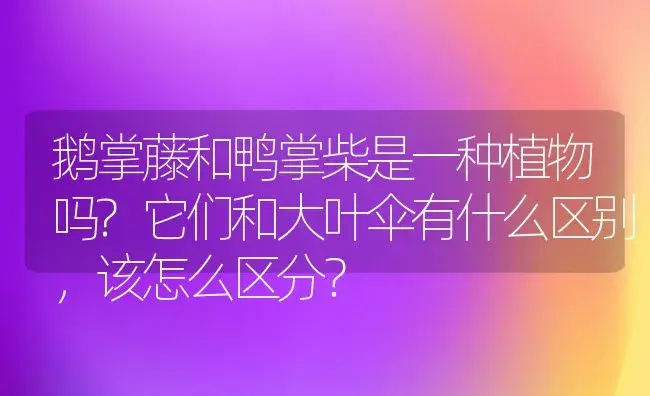 鹅掌藤和鸭掌柴是一种植物吗?它们和大叶伞有什么区别，该怎么区分？ | 植物问答