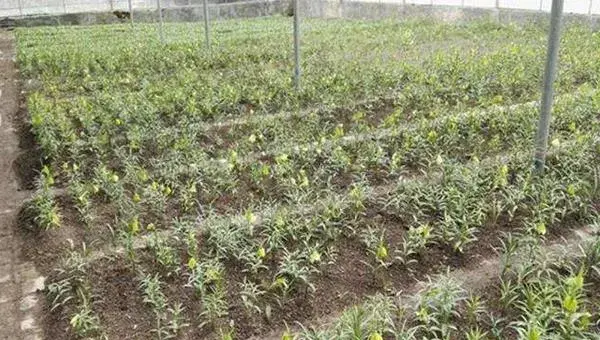 川贝母种植条件