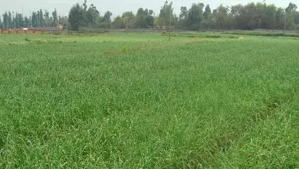 牧草种植技术 牧草怎么种产量高