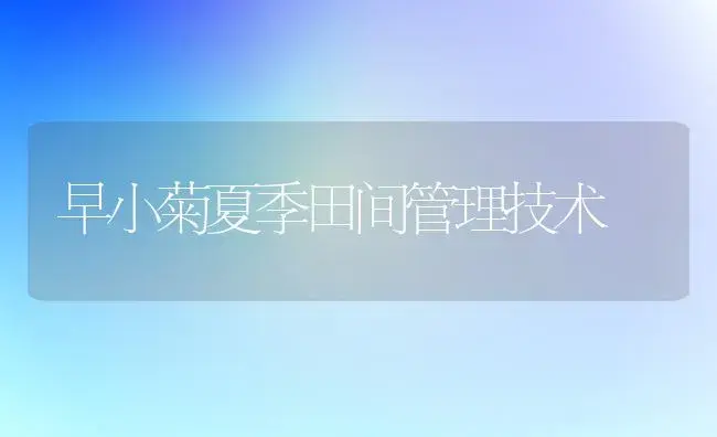 早小菊夏季田间管理技术 | 植物科普