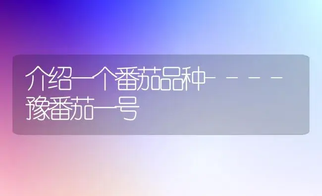 介绍一个番茄品种----豫番茄一号 | 植物科普