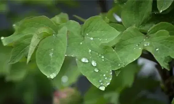 牡丹花叶子打卷是怎么回事