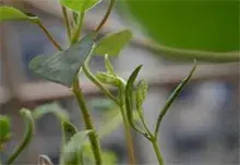 栾树种子催芽方法