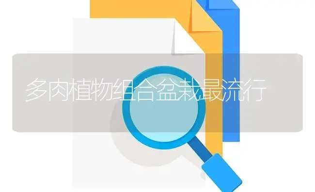 多肉植物组合盆栽最流行 | 植物知识