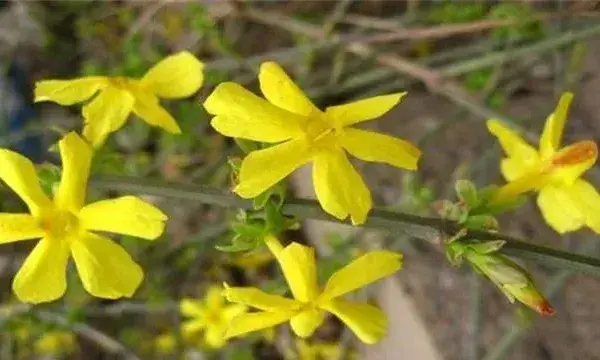 迎春花叶片发黄原因及解决方法