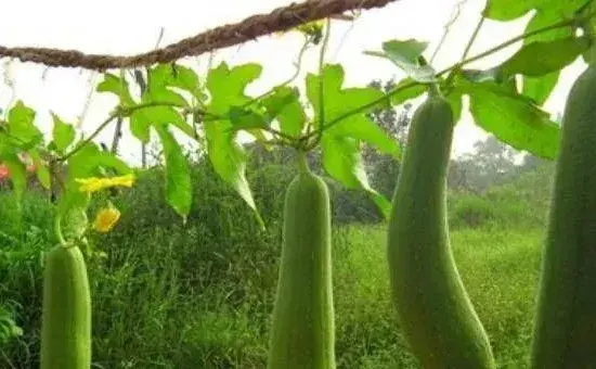 丝瓜开花不结瓜的原因和防治方法