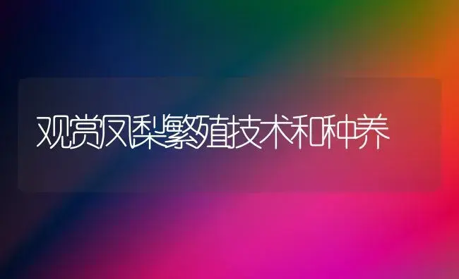 观赏凤梨繁殖技术和种养 | 植物科普