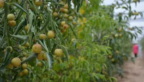 冬枣怎么种 冬枣种植栽培技术与注意事项