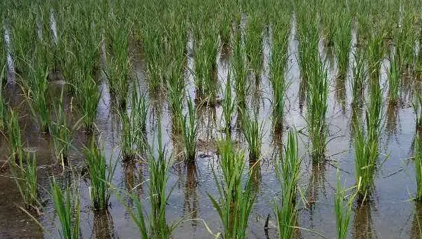 春季水稻栽培管理技术早知道