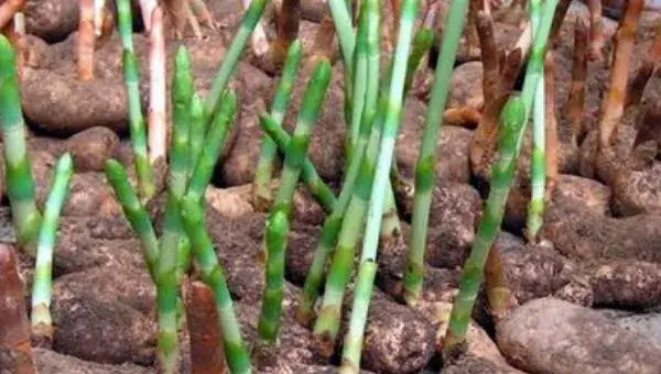 天麻种植的条件是什么 天麻种植时间