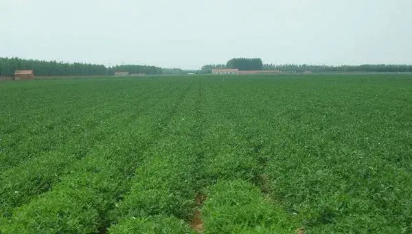 2018种花生赚钱吗？花生种植的利润与投资成本及前景预测