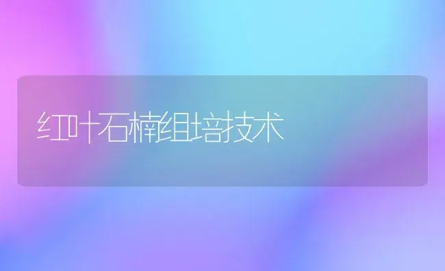 红叶石楠组培技术 | 植物科普