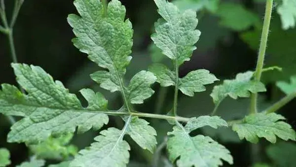 2018种黄连赚钱吗？黄连种植的利润与投资成本及前景预测