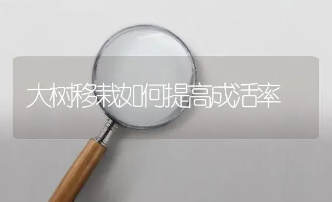 大树移栽如何提高成活率 | 植物知识
