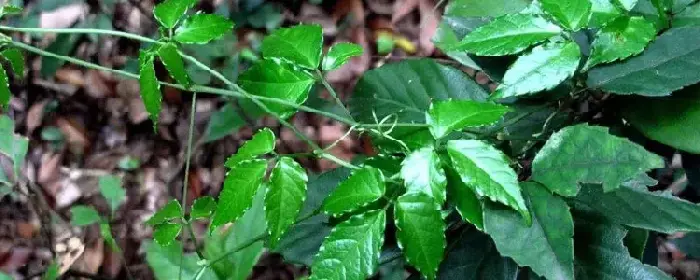 高利润药材种植，需根据各地的环境特征来选择合适的品种