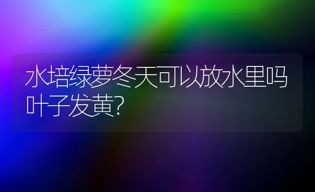 水培绿萝冬天可以放水里吗叶子发黄？ | 植物问答