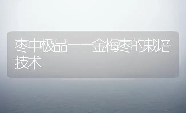 枣中极品——金梅枣的栽培技术 | 植物科普