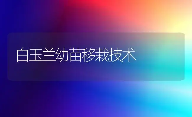 白玉兰幼苗移栽技术 | 植物科普