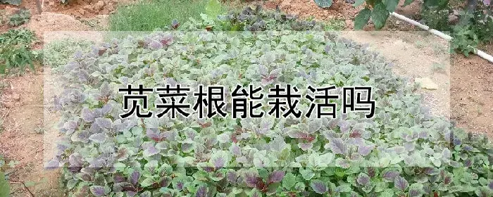 苋菜根能栽活吗