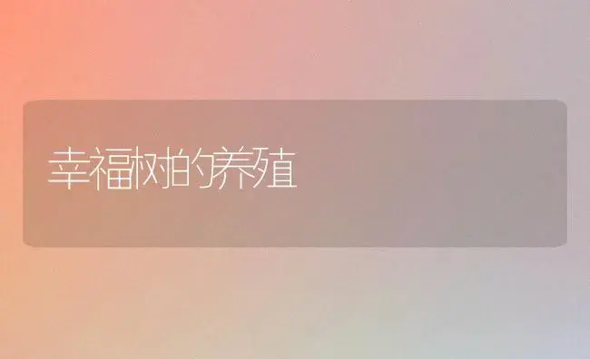 幸福树的养殖 | 植物知识