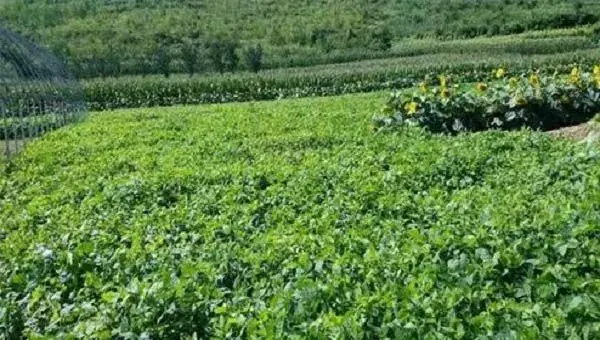 兵豆要怎么种？兵豆的种植技术介绍