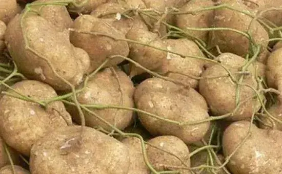 凉薯的高效种植技术介绍
