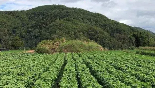 茯苓怎么种植