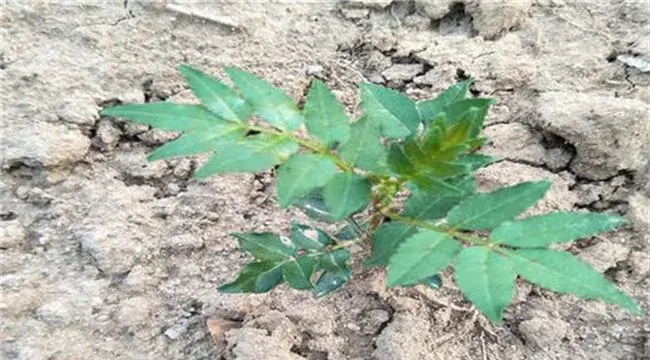 花椒死苗原因及防治方法