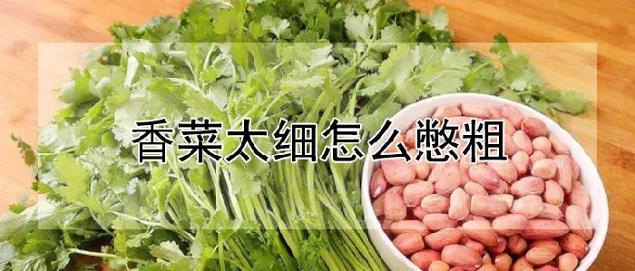 香菜太细怎么憋粗