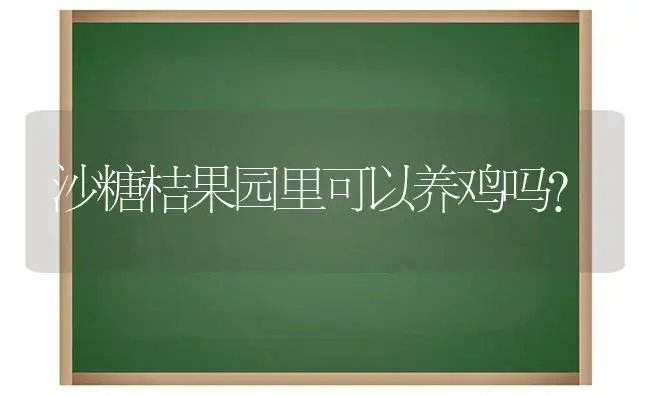 沙糖桔果园里可以养鸡吗？ | 植物科普