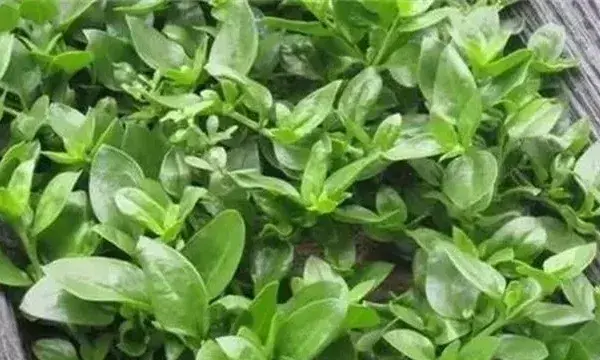 田七菜的种植方法