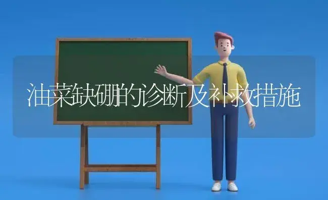 油菜缺硼的诊断及补救措施 | 植物科普