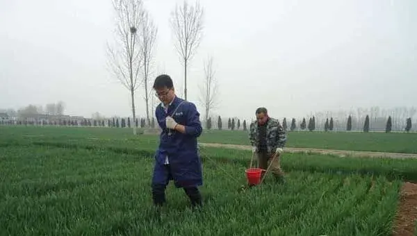 小麦怎样浇好封冻水?