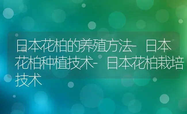 日本花柏的养殖方法-日本花柏种植技术-日本花柏栽培技术 | 植物科普