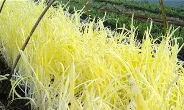 韭黄种植技术韭黄种植技术
