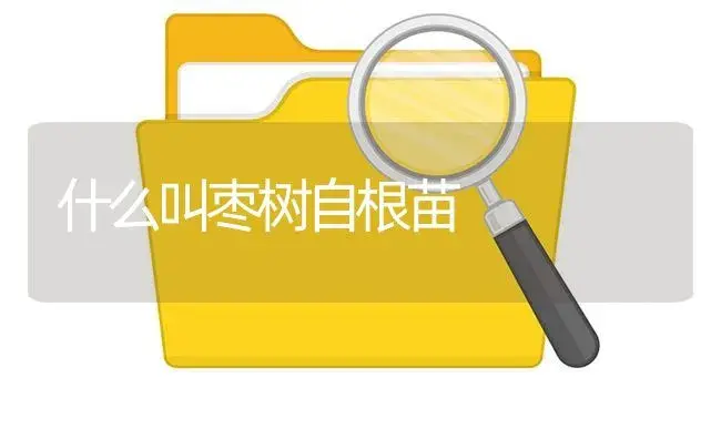 什么叫枣树自根苗 | 植物知识