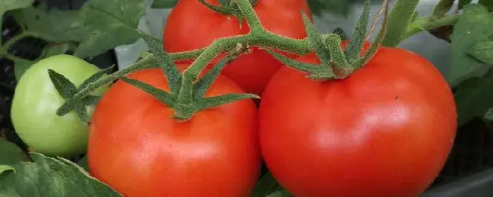 西红柿种子怎么种植方法