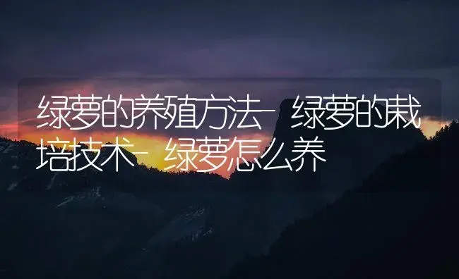 绿萝的养殖方法-绿萝的栽培技术-绿萝怎么养 | 植物知识