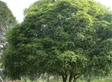 桂树花种子采收与贮藏