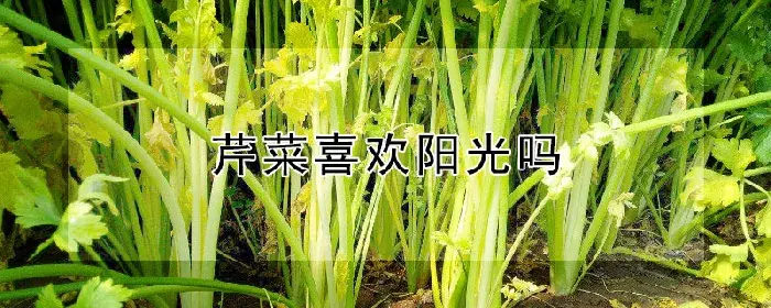 芹菜喜欢阳光吗